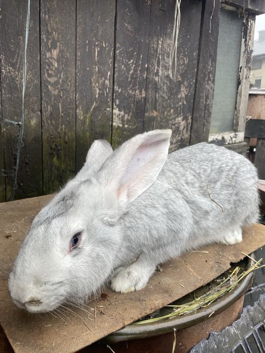 Króliki  Belgijskie