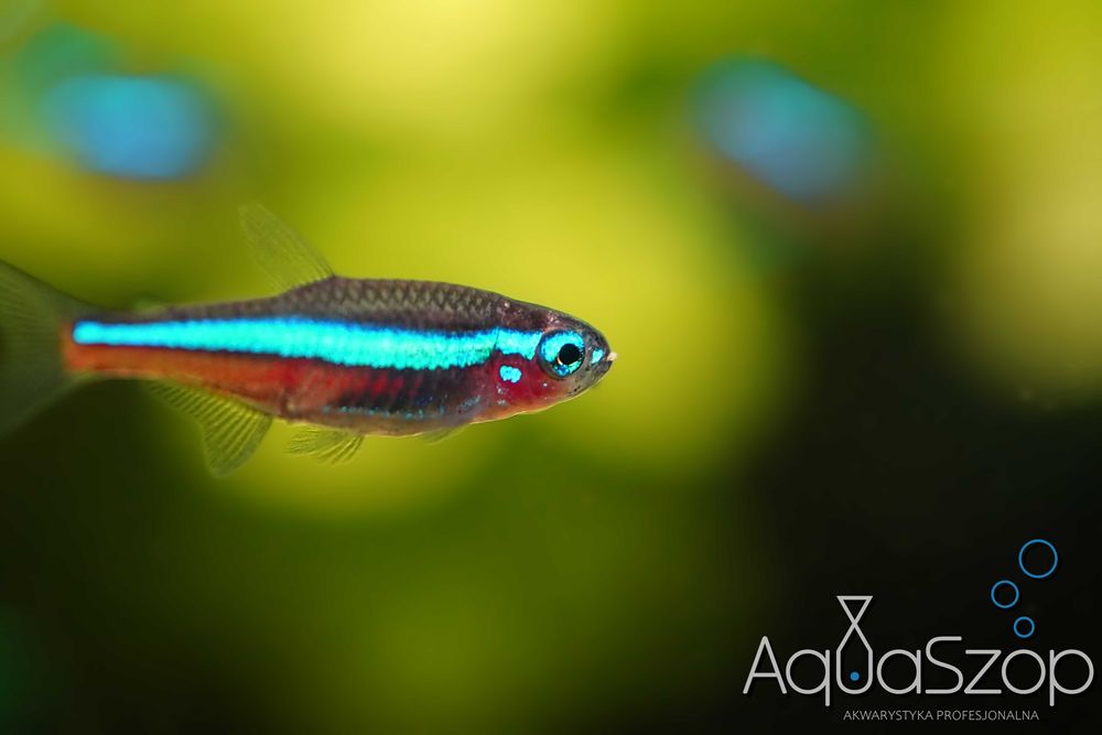 Neon simulans ( Paracheirodon simulans ) - AQUASZOP
