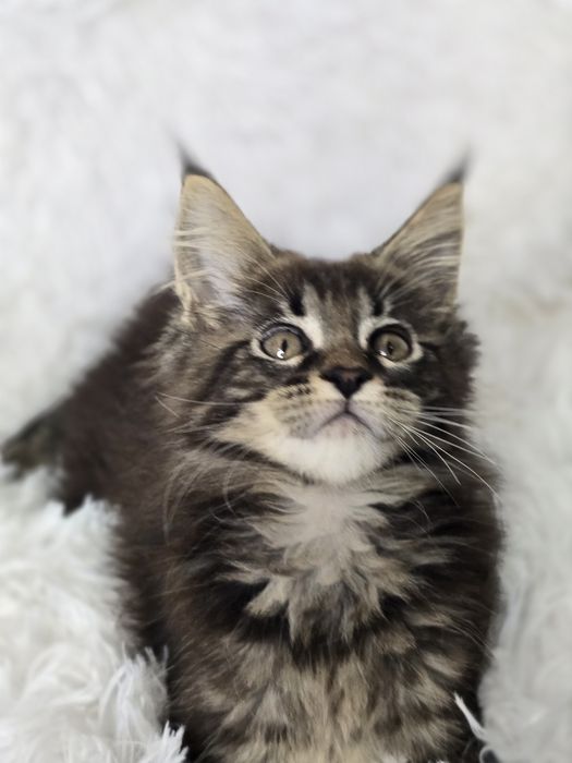 Кошенята Мейн Кун.