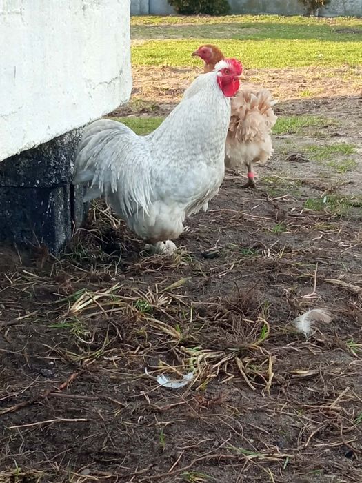 Sprzedam młode koguty  kochiny