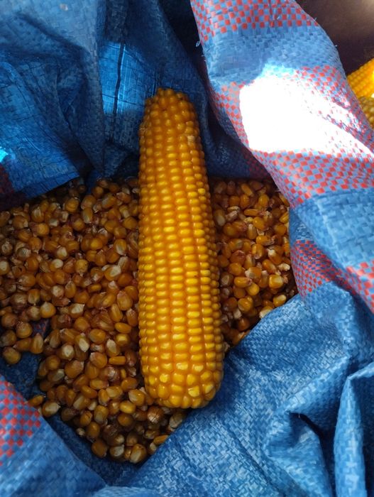 Kukurydza kolby dla gryzoni