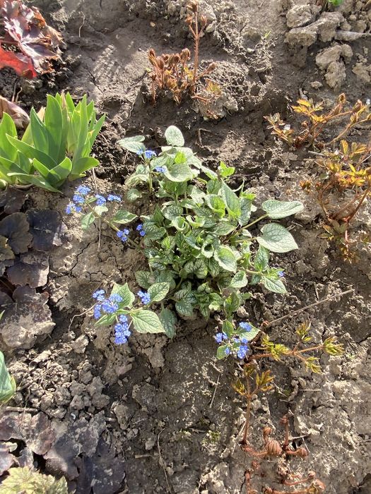 Тіньолюбиві рослини