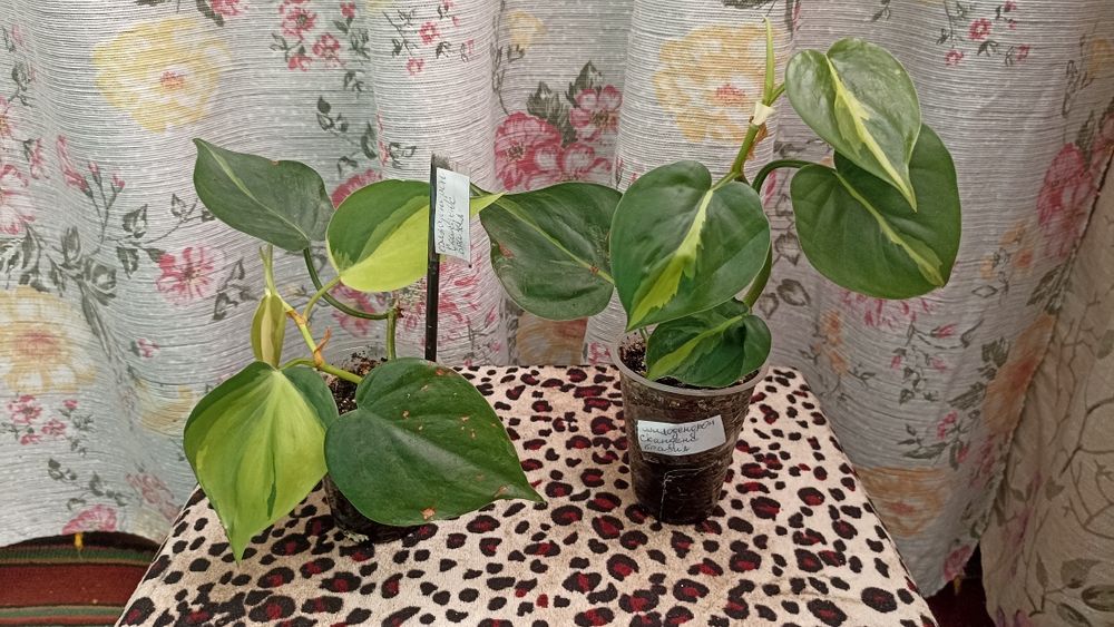 Филодендрон Сканденс Бразил