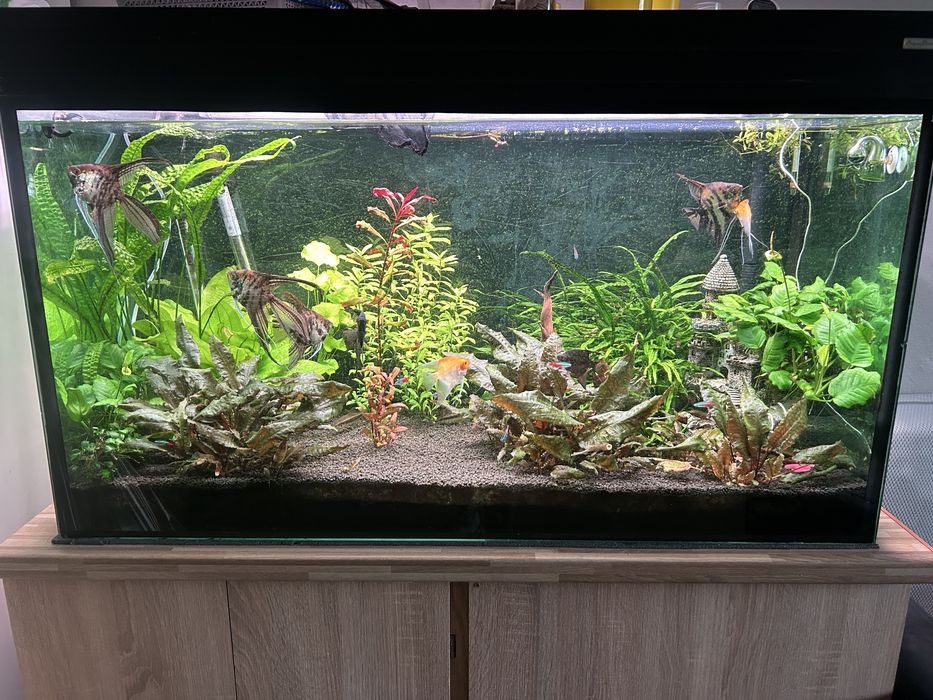 Akwarium 300l  z życiem