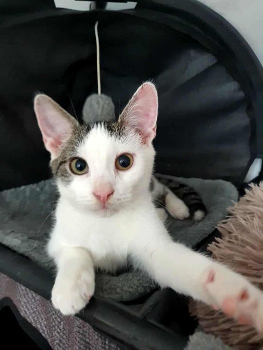 Hrabia i  Lord - kociaki do adopcji