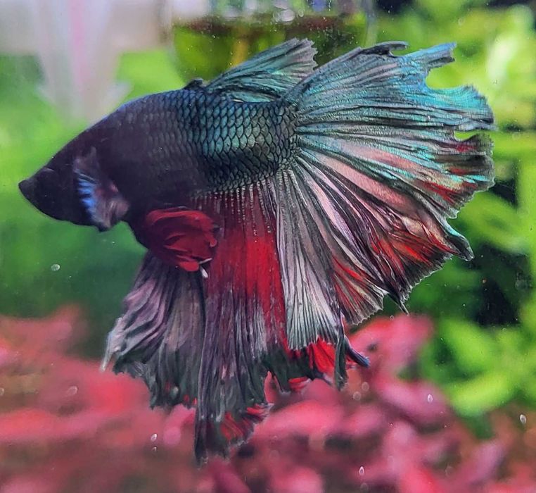 Betta splendens macho - Azul/Vermelho (Braga)