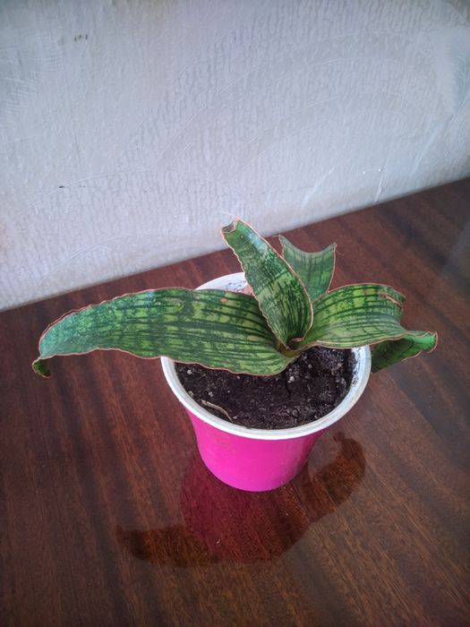 Сансевьерия Клеопатра