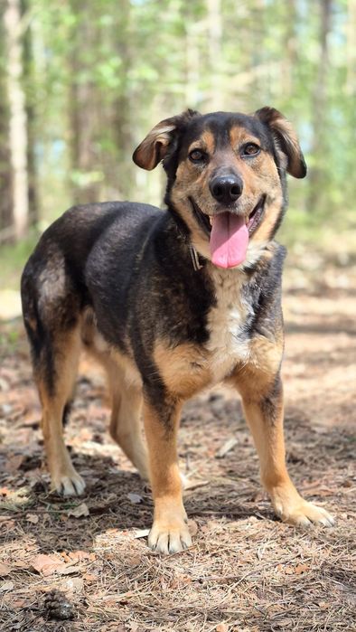 Fred - Delikatny piesek szuka domu  / do adopcji