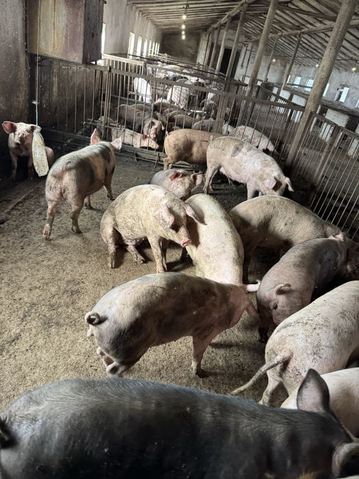 Продам свиней живой вес и закол