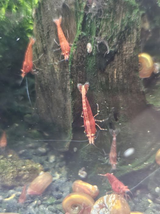 15 camarões juvenis Red Cherry Vermelhos
Entrego na linha de Cascais

Tenho também plantas aquáticas e caracóis.

Qualquer dúvida disponha