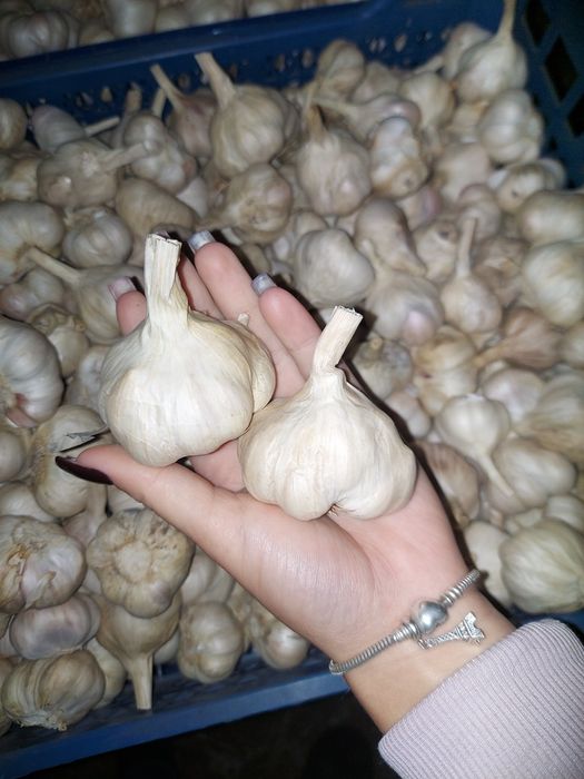 Продам ярий часник , відправка від 10 кг