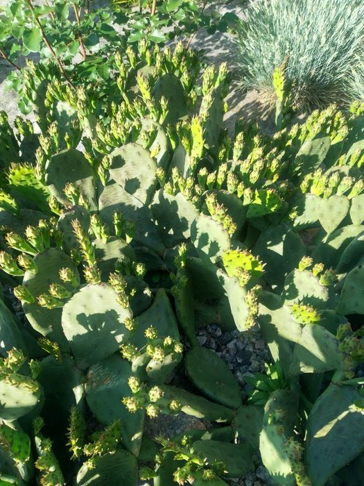 Опунция уличная садовая желтая