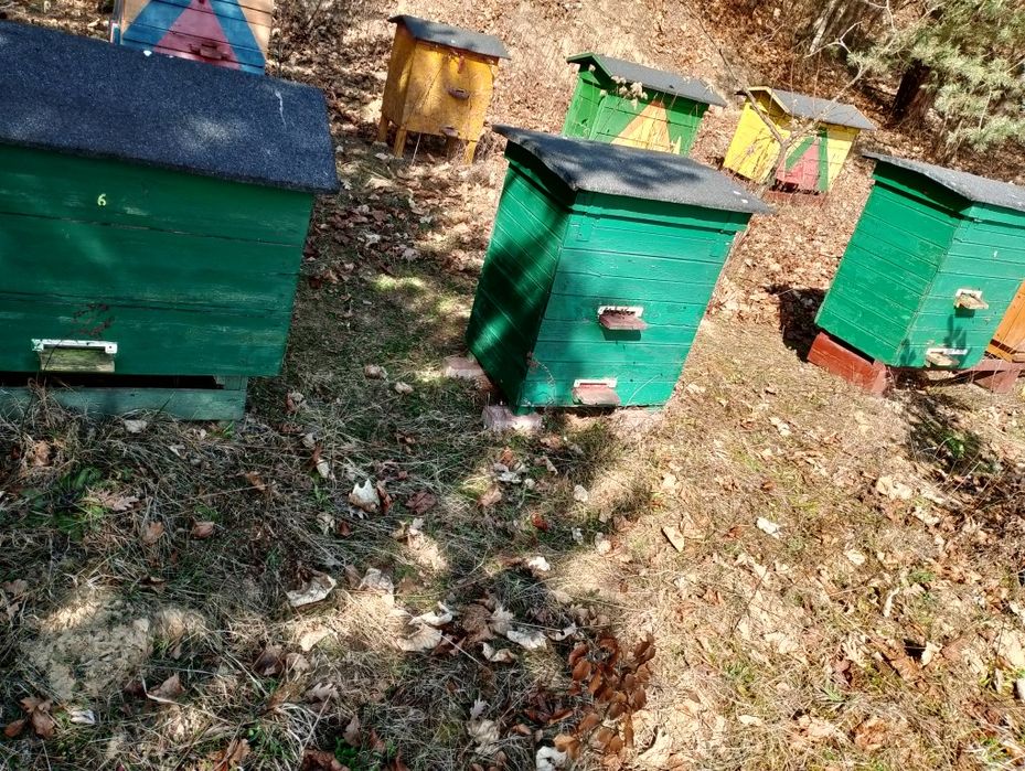 Sprzedam ule warszawskie zwykłe z pszczołami