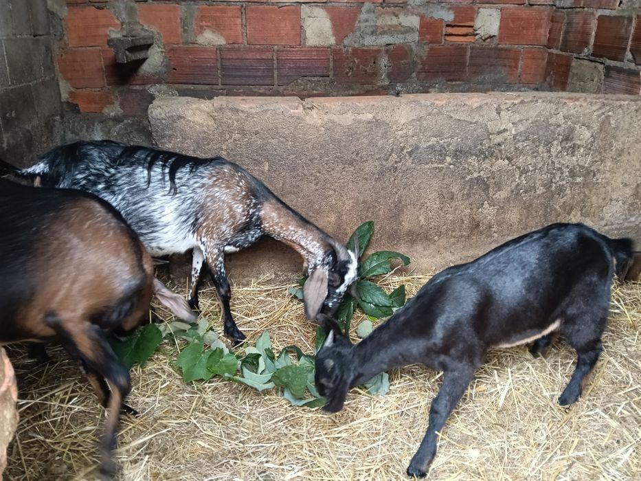 Cabrito 3 meses macho