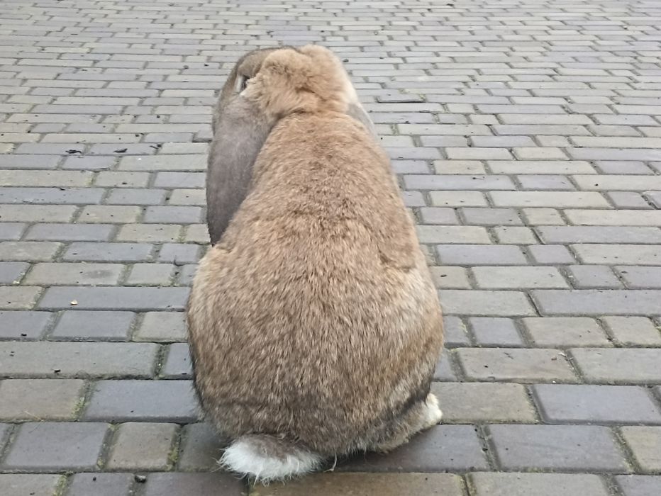 Кролі, кролики..