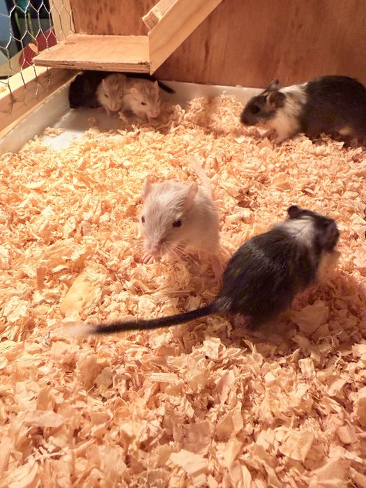 Gerbo/ esquilo da mangolia / hamster