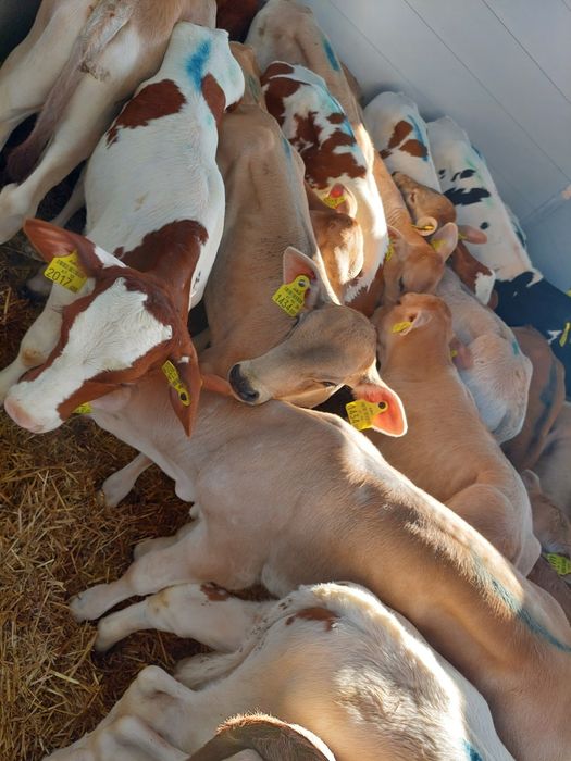 Cielaki miesne Turek byczki