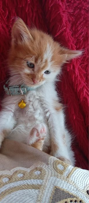 Кошеня-хлопчик шукає люблячу сімʼю!