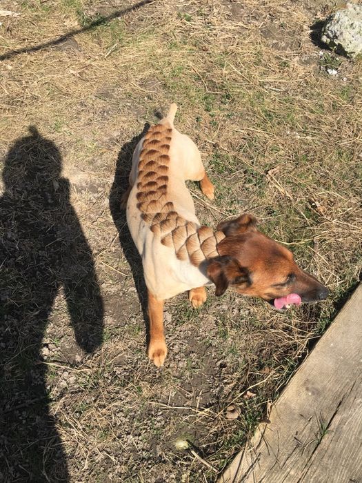 Стрижка собак и котів у Вас вдома. Грумер