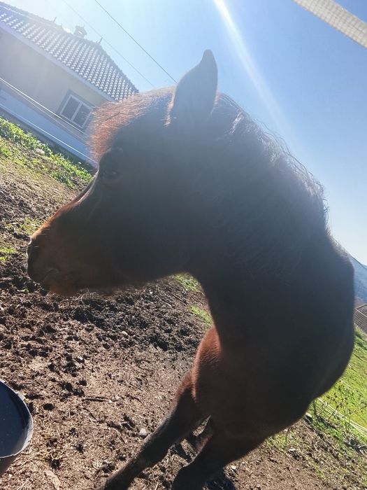Cavalo Macho de 5 anos da raça Garrano