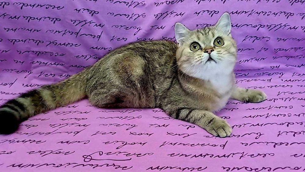 kittens. Кошенята ексклюзивні , чистокровні золоті і срібні шиншили.