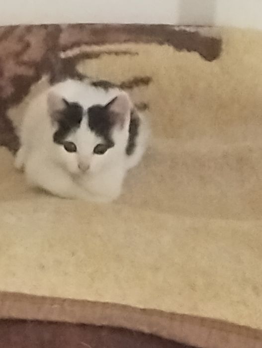 Найдієвіші котодепресанти