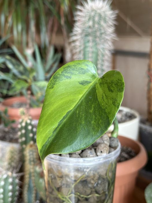 Monstera GOG Green on Green Rare / ukorzeniona
