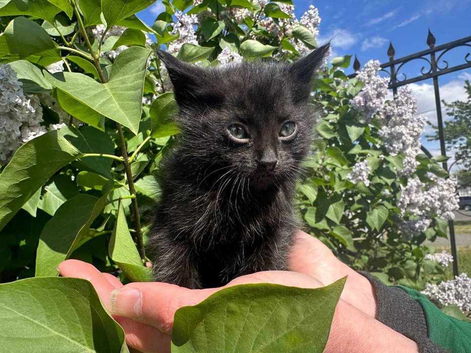 Кошеня, 1,5 місяців. Дівчинка в люблячу родину.