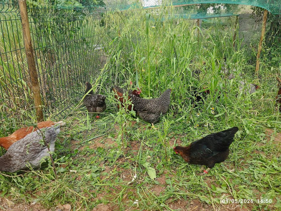 Ovos caseiros dos DIAS