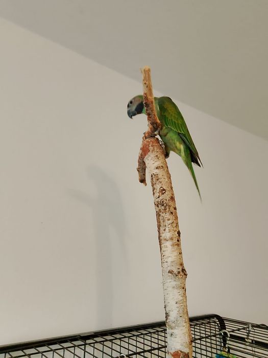 Aleksadretta rozowopiersna