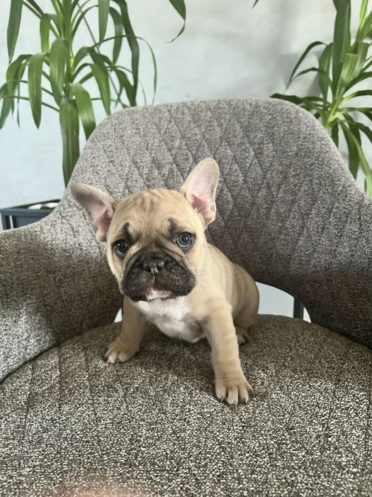 Szczeniak buldoga francuskiego