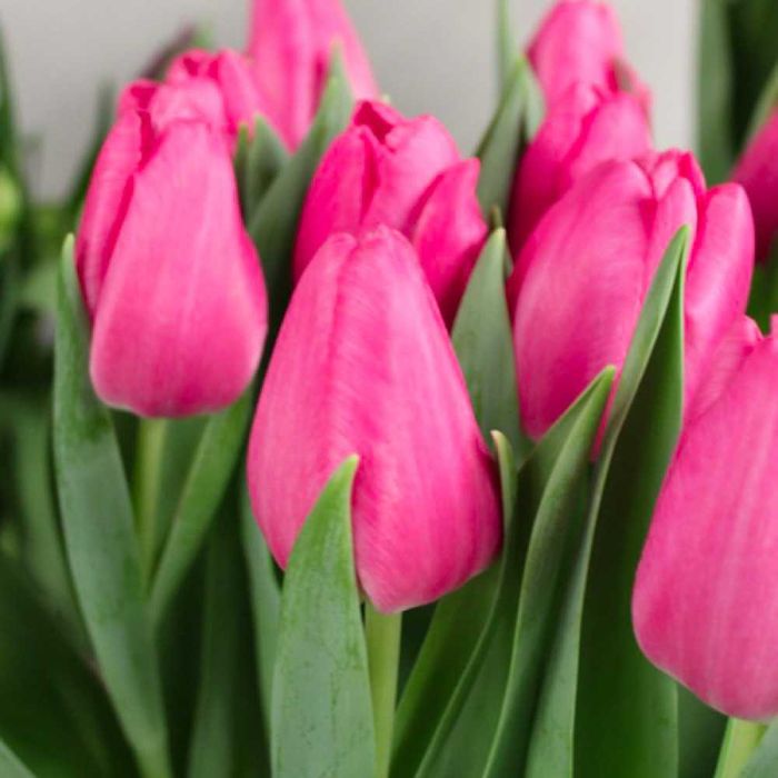 Тюльпани до свята