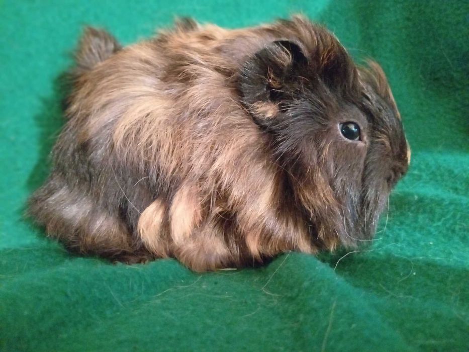 Świnka morska świnki morskie