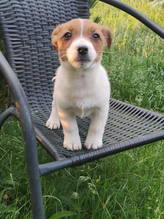 Jack Russell Terrier