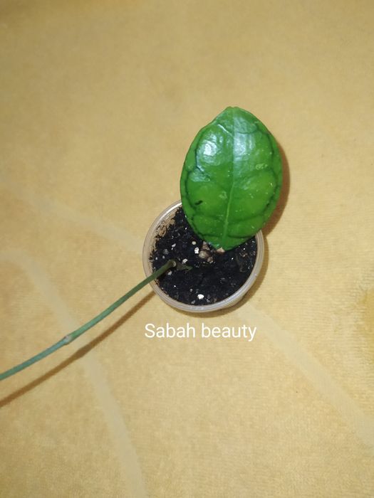 Хойї,пот офголд,сабах б'юті,фінлайсоніі,віллоза, інші ..