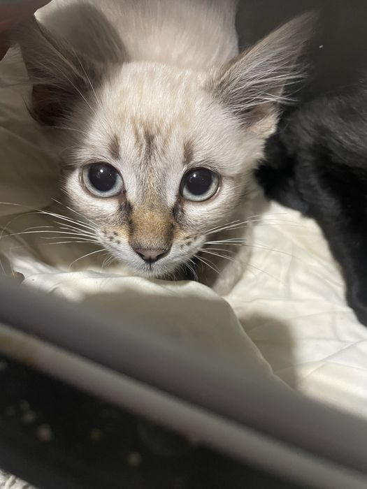 Gatinhos para adoção responsável