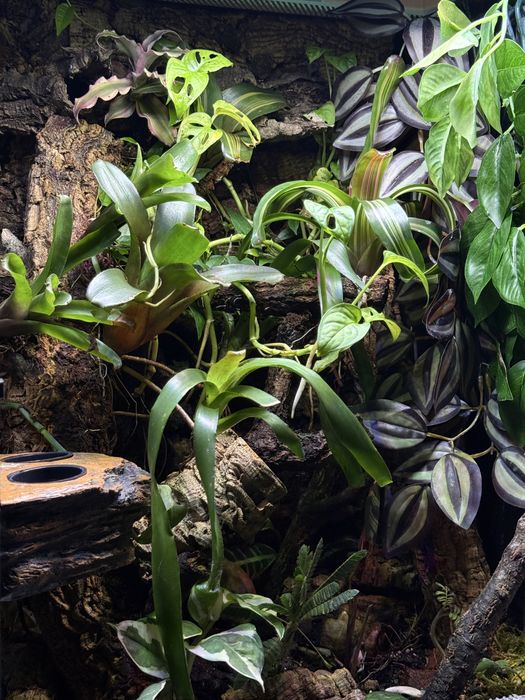 Terrarium bioaktywne 40x40x60  z wystrojem drenaż agrowłóknina podłoże ekipa sprzątająca żywe rośliny