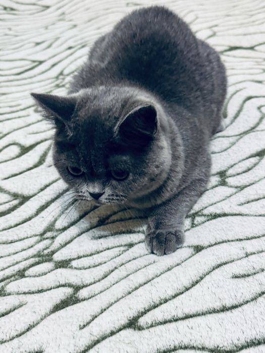 Шотландська прямовухадівчинка/Scottishstraightgirl/Шотландські кошенят