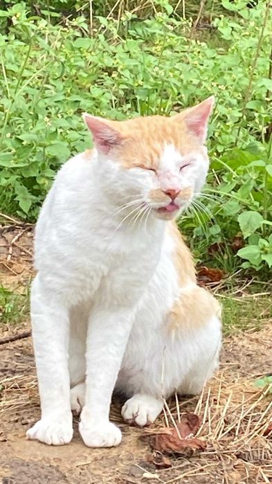 Kotek Shilan czeka na kochającego człowieka!