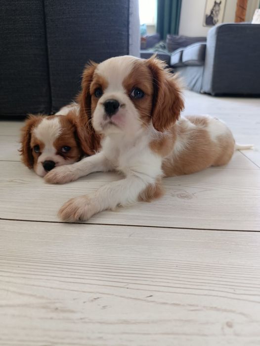Cavalier King Charles spaniel samczyk
