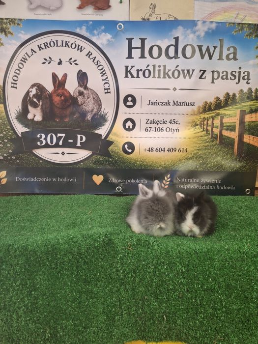 Króliczki miniaturki TEDDY