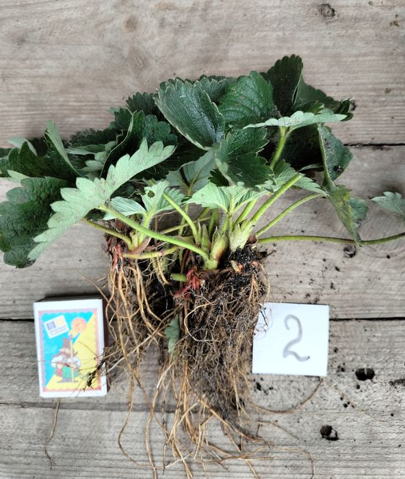 Полуниця Мармелада саджанці