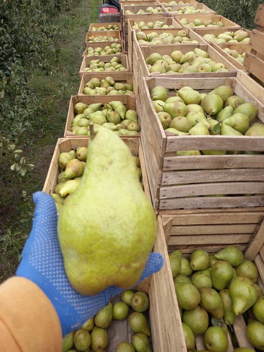 Груша Нояберська