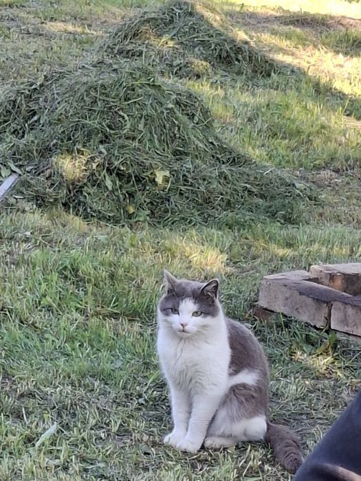 Котик в добрі руки
