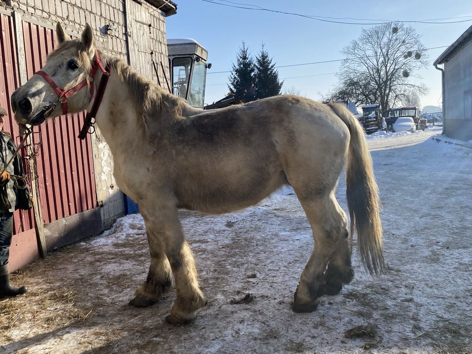 Sprzedam       klacz