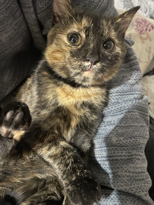 Отдам котенка бесплатно