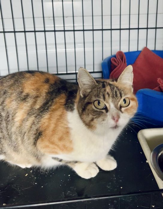 Maia- Gatinha super meiga!