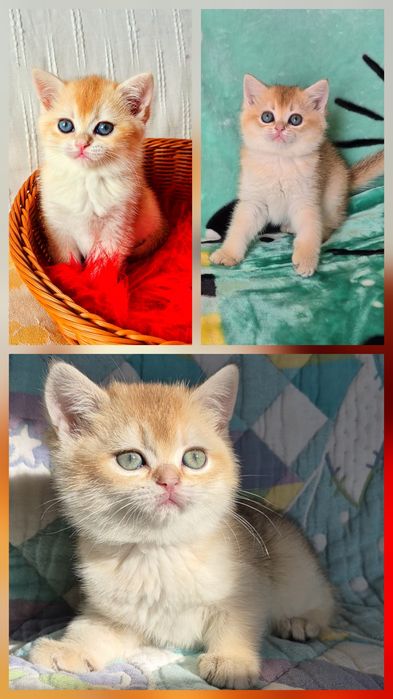 Золота шиншила.  Є вибір.