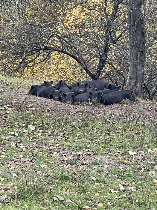 Продам вєтнамських поросят