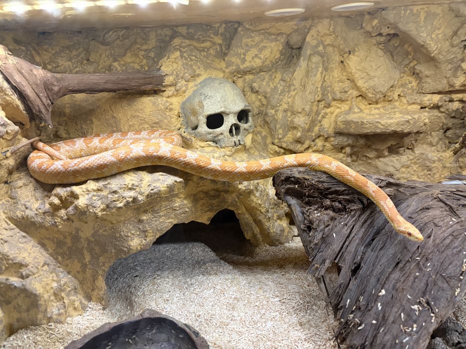 Wąż zbożowy samiec 6lat oddam za darmo